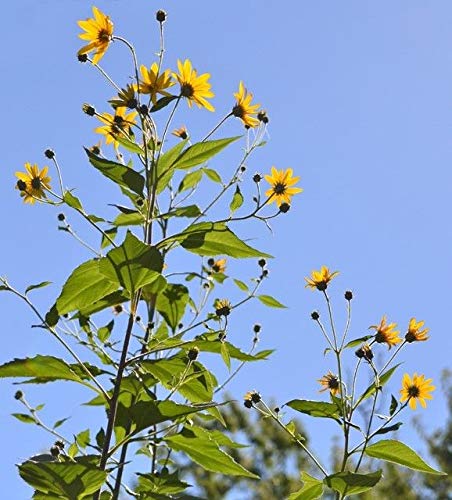 SEMI DI GERMINAZIONE: Topinambur (Sun BOBINES)