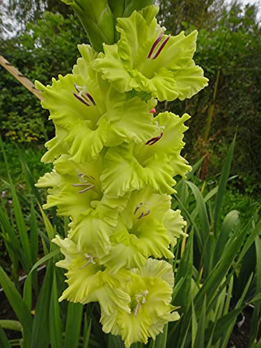 Hardy Gladiolus Bulbs – Perfect The Four Seasons Bulbs for Shaded Corners and Garden Beds,Hardy Perennial, Excellent Display-5 Bulbs-F