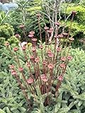 Rusty Tiny Flowers Set of 40, Metal Garden Stakes, Outdoor Rustic Decor, Handmade Yard Art, Weathered Flower Sculptures for Garden or Planter
