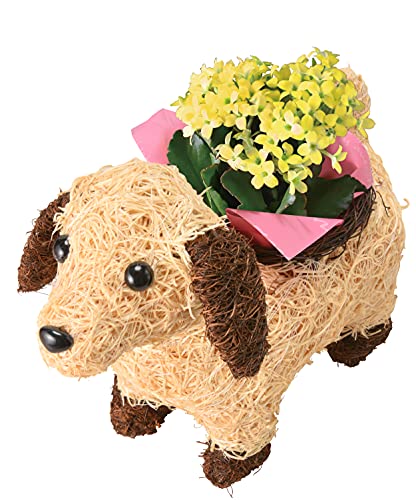 Ԃ̃Mtg JRG  A v[g Mtg a j  Ԕ   ybg