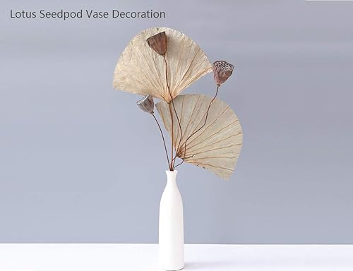 Miniatura 3 de Lotus Flower Seeds for Home Planting Ornamental, Mixed Pink & Red Flower, Can Purify Water and Air, Aquatic Plant for Courtyard, Hotel, Goldfish