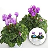 Amazon｜ビスマルキア・ノビリス シルバー7号【品種で選べる観葉植物