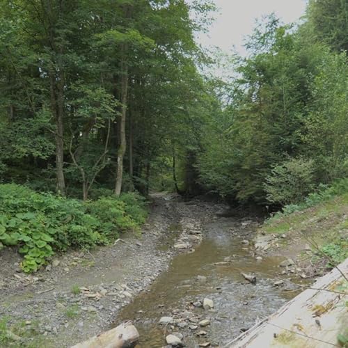 Shallow Forest Stream for Focus &bull; Light Natural Water Flow