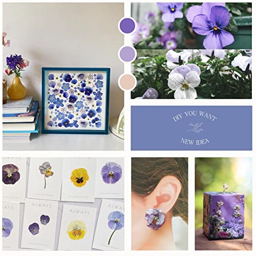 48 Pcs Mix Natural Dried Pressed Flowers for Cake Decorating, Real Dry Flower for Resin Jewelry Making, DIY Art Crafts - Johnny Jump Up - Thumbnail 3