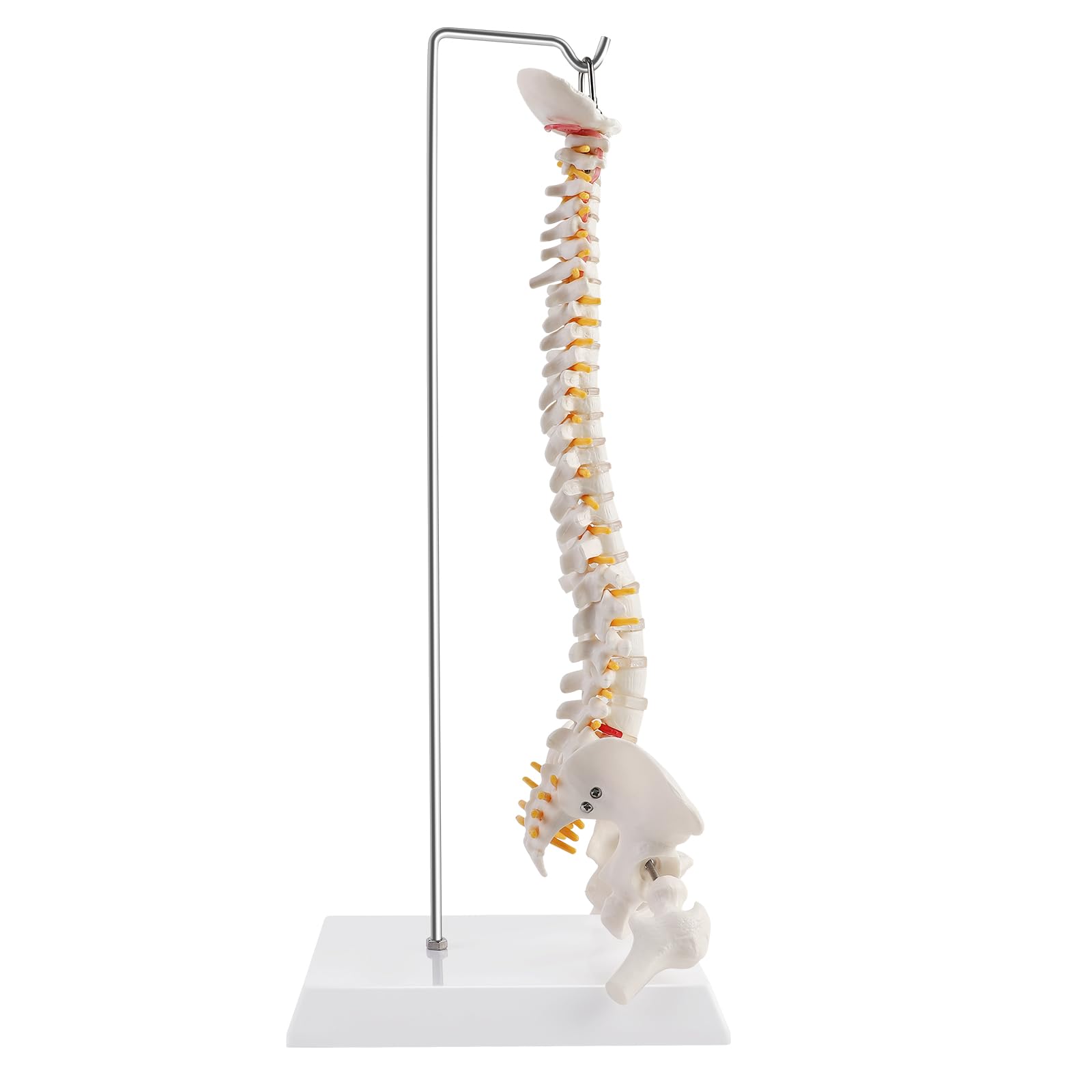 ERWEY Modello della colonna vertebrale umana, modello scheletrico della colonna vertebrale con colonna vertebrale, bacino, cosce, piedistallo e supporto per la ricerca medica in classe-45cm