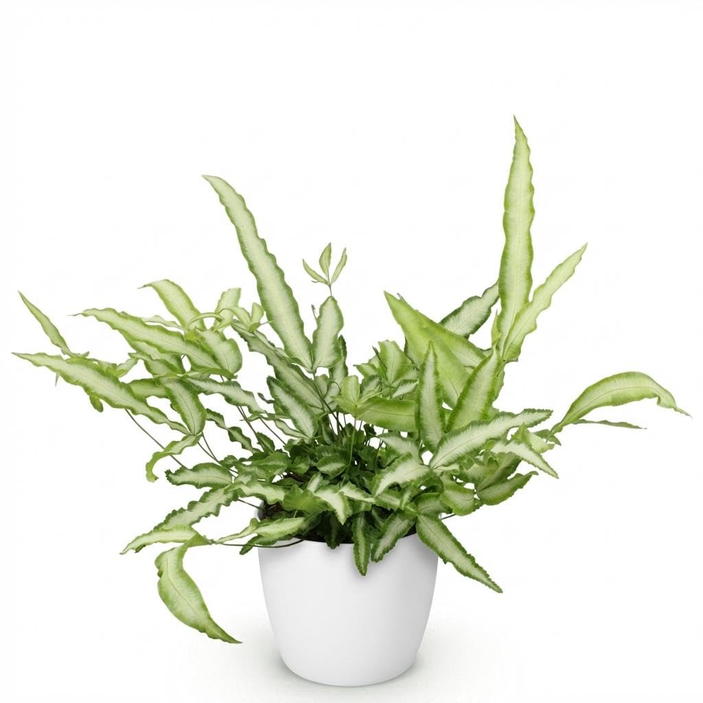 Helecho Pteris Cretica Albolineata, Planta Interior, Verde, Maceta 12cm