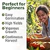 HOME GROWN Beefsteak Tomato Seed Pack - 300 Heirloom Tomato Seeds for Planting Outdoors High-Yield Non-GMO Vegetable Seeds for Growing Large, Meaty Tomatoes for Summer Dishes (Solanum lycopersicum) #4