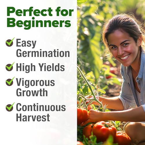 Image of HOME GROWN Beefsteak Tomato Seeds 600+ Heirloom Non-GMO Seeds for Planting, High Germination, Indeterminate Extra Large Meaty Slicing Tomato,Prolific Garden Crop, Sandwich Ready (Solanum lycopersicum)