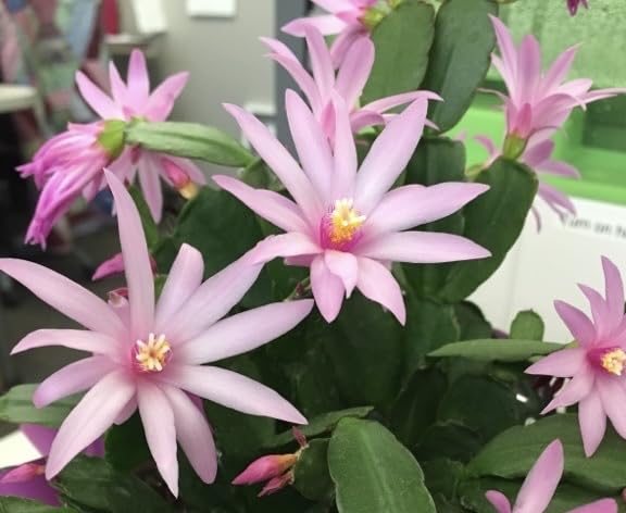 4 Pink Spring Cactus Live Plant