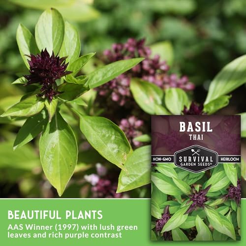 Thai Basil Seeds for Planting – Survival Garden Seeds (2 Pack) - Image 3