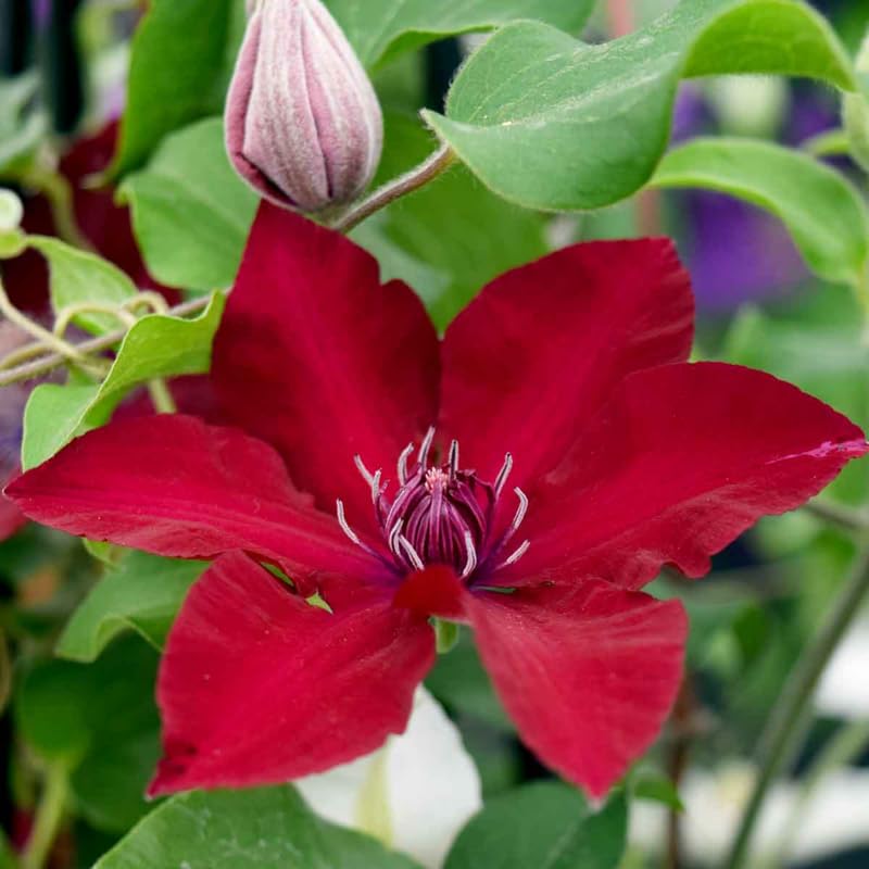 HILROQG Red Clematis
