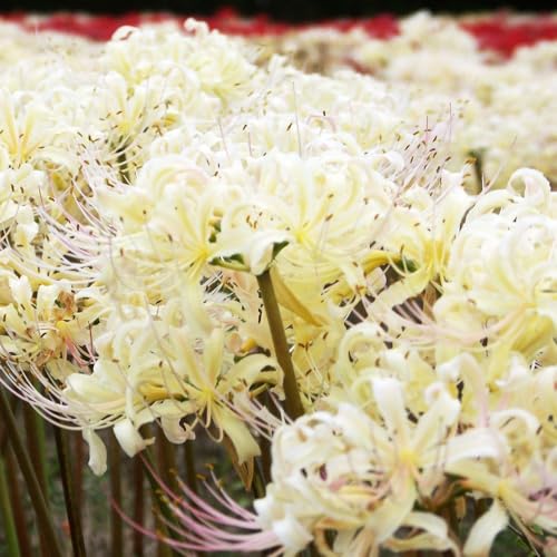 夏植え球根 リコリス 真夏のクリスマス (ホウディシェリー) 3球 リコリスの球根 彼岸花/国華園 25年秋商品のサムネイル