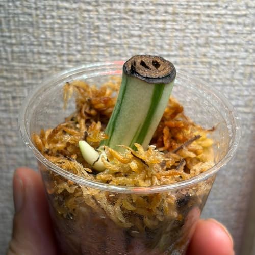 モンステラ ホワイトタイガー」の人気商品一覧 | 安い商品を通販サイト