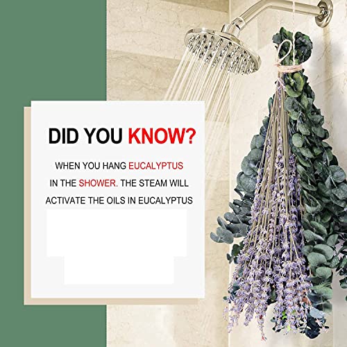 15 tallos de eucalipto y lavanda seca preservada miniatura 2
