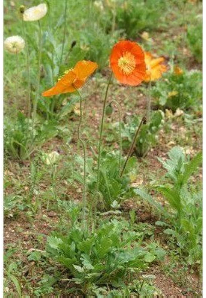 Amazon | 麻薬になる芥子の花 けしの花のポストカード 葉書はがき