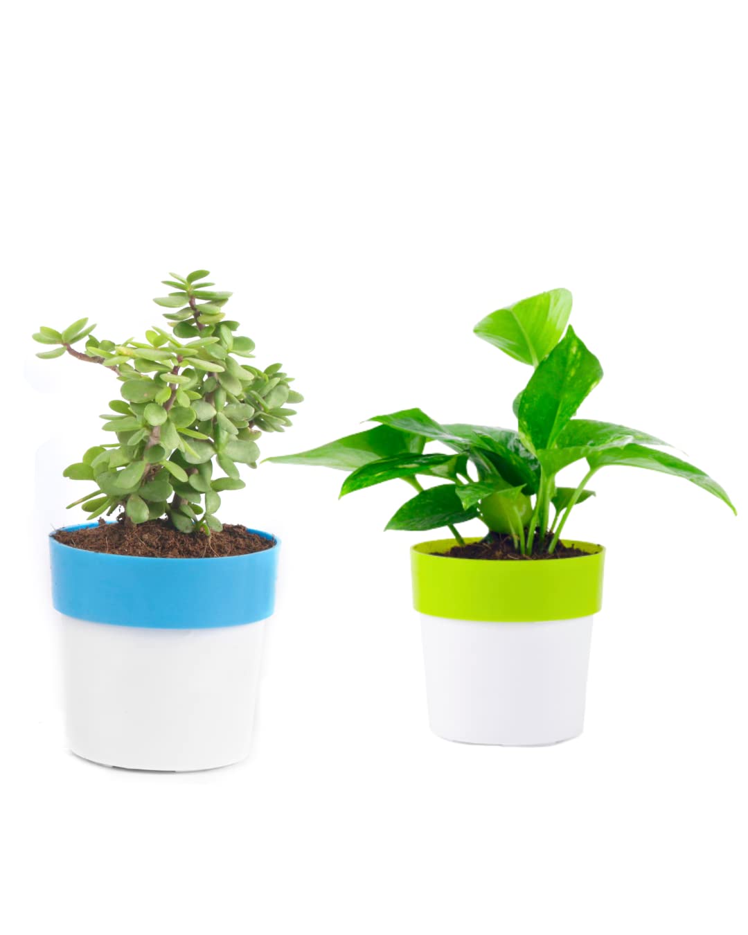 Phulwa Combo of Green Money Plant and Jade plant with Big Round Pot | Easy Care Indoor House Plant | Good Luck | (Pack of 2) (Blue & Green) (B0BZQ9SCCT) Amazon Price History, Amazon Price Tracker