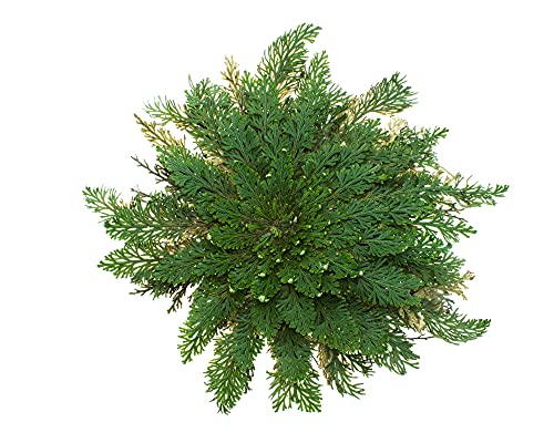 YAKEBA | 10 x Rose von Jericho | MITTEL | Selaginella lepidophylla | SPARSET I die Pflanze in s Glas und schon wird sie grün und öffnet sich - Image 5