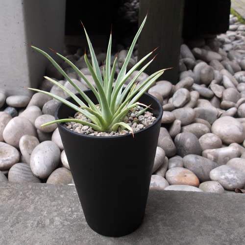 Amazon.co.jp: アガベ ストリクタ Agave stricta 吹上 フキアゲ