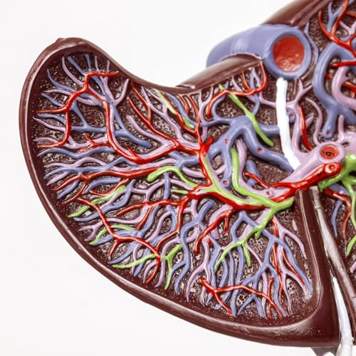 Image of EVOTECH SCIENTIFIC Deluxe Human Liver Anatomical Model, 2 Parts 1.5X Enlarged Human Liver Anatomical Model for Medical Teaching Learning Research Education Display