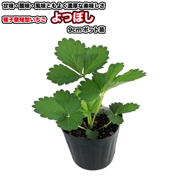 Amazon.co.jp: 種子繁殖型イチゴ【 よつぼし 】9cmポット苗／いちご