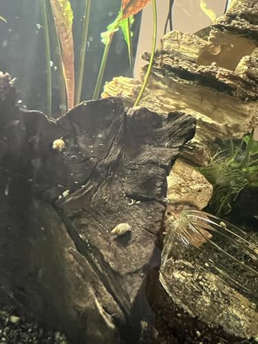 Generisch Blasenschnecken