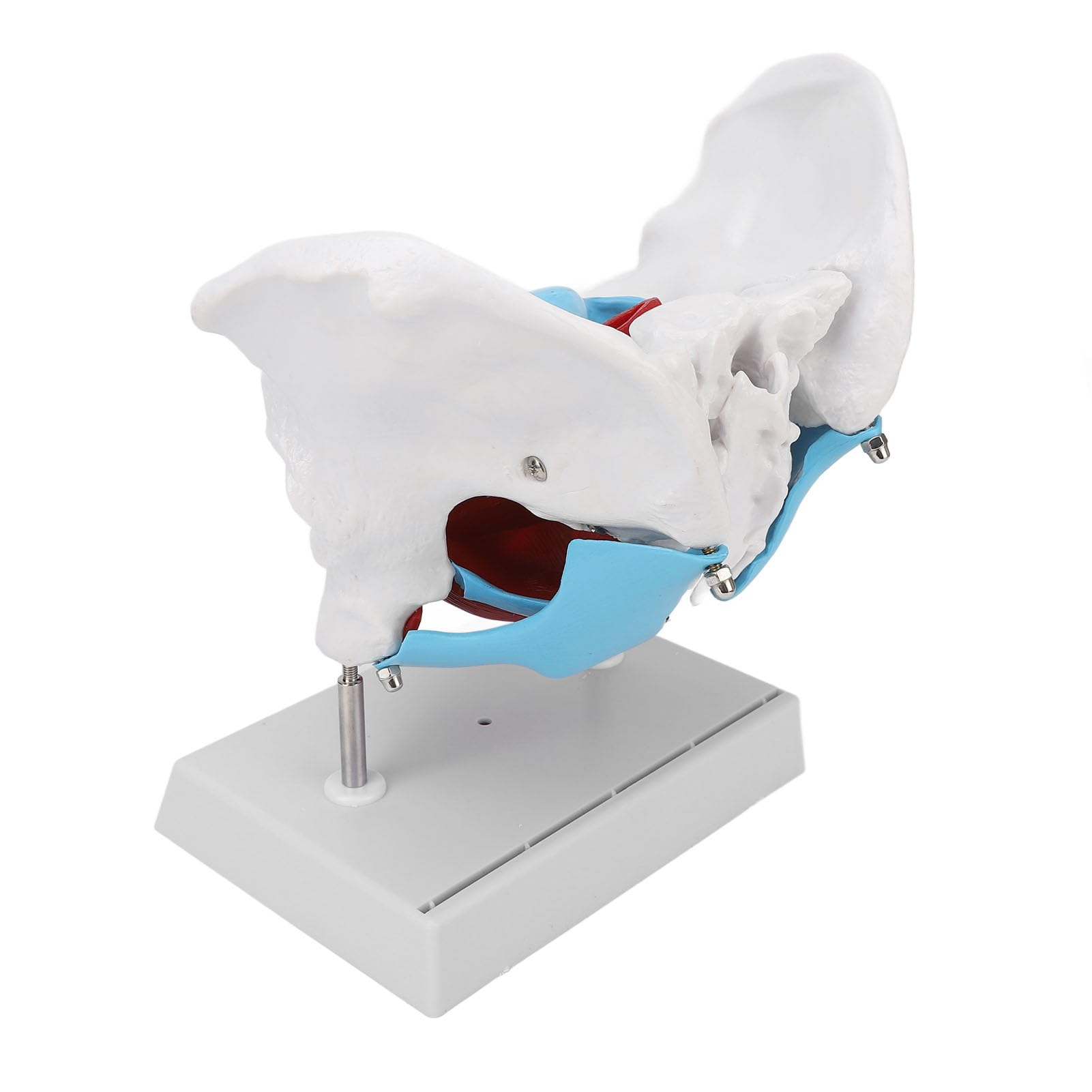 Modèle de bassin féminin, modèle d'anatomie féminine amovible grandeur nature avec les muscles du plancher pelvien, modèle anatomique coloré avec plinthe pour l'obstétrique