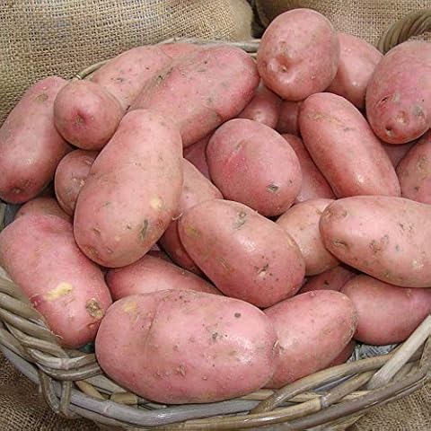 Sarpo MIRA Seed Potatoes Blight Resistance Main Crop Scottish Seed X10 TUBERS Cover