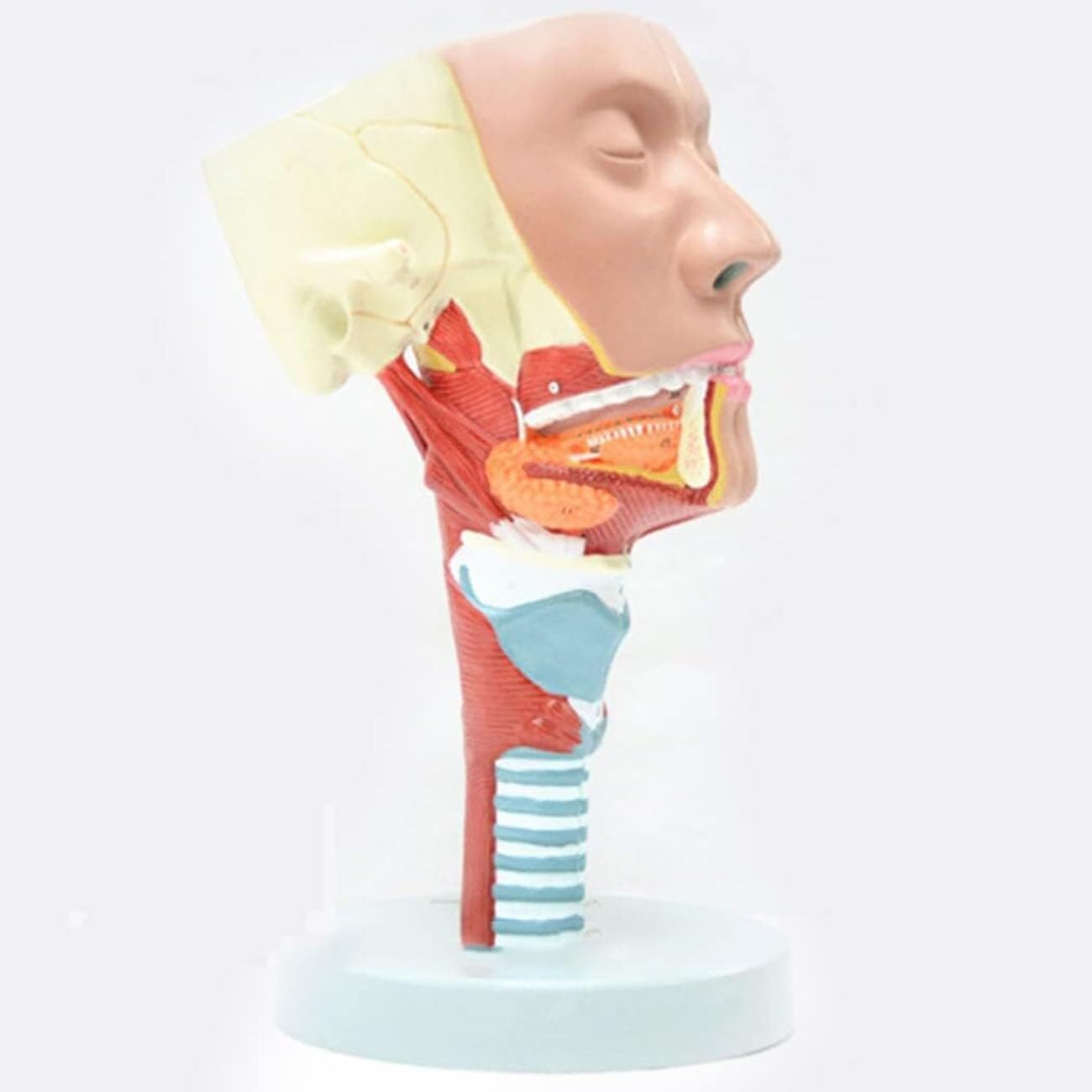model anatomiczny, Model anatomiczny ludzkiego mięśnia gardłowego i krtani