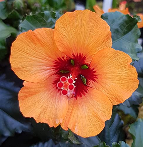 Fangblatt - Hibiskus rosa-sinensis - Zimmerpflanze mit aufflligen orangen  Blten - auergewhnliche Kbelpflanze : Amazon.de: Garten