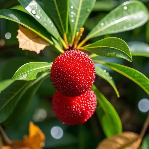 Madroño jardín interior enanos comprar en perennes resistentes semillas interior semillas jardín del balcón 30pcs