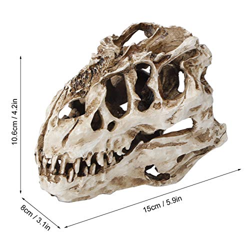 Fossile de crâne de dinosaure compact pour décoration étrange - 8