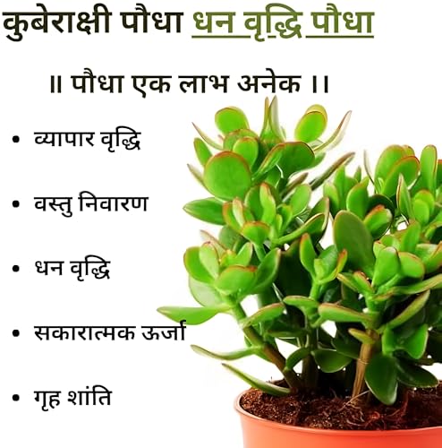 Image of live plants (JADE)