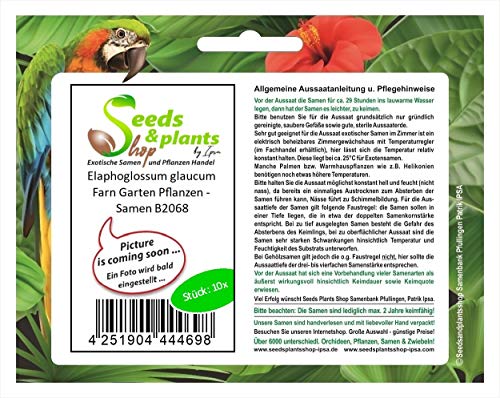 Pcs - 10x Elaphoglossum Glaucum Bananier D'Abyssinie Fougère Jardin Plantes - Graines B2068 - Seeds & Plants Shop by Ipsa