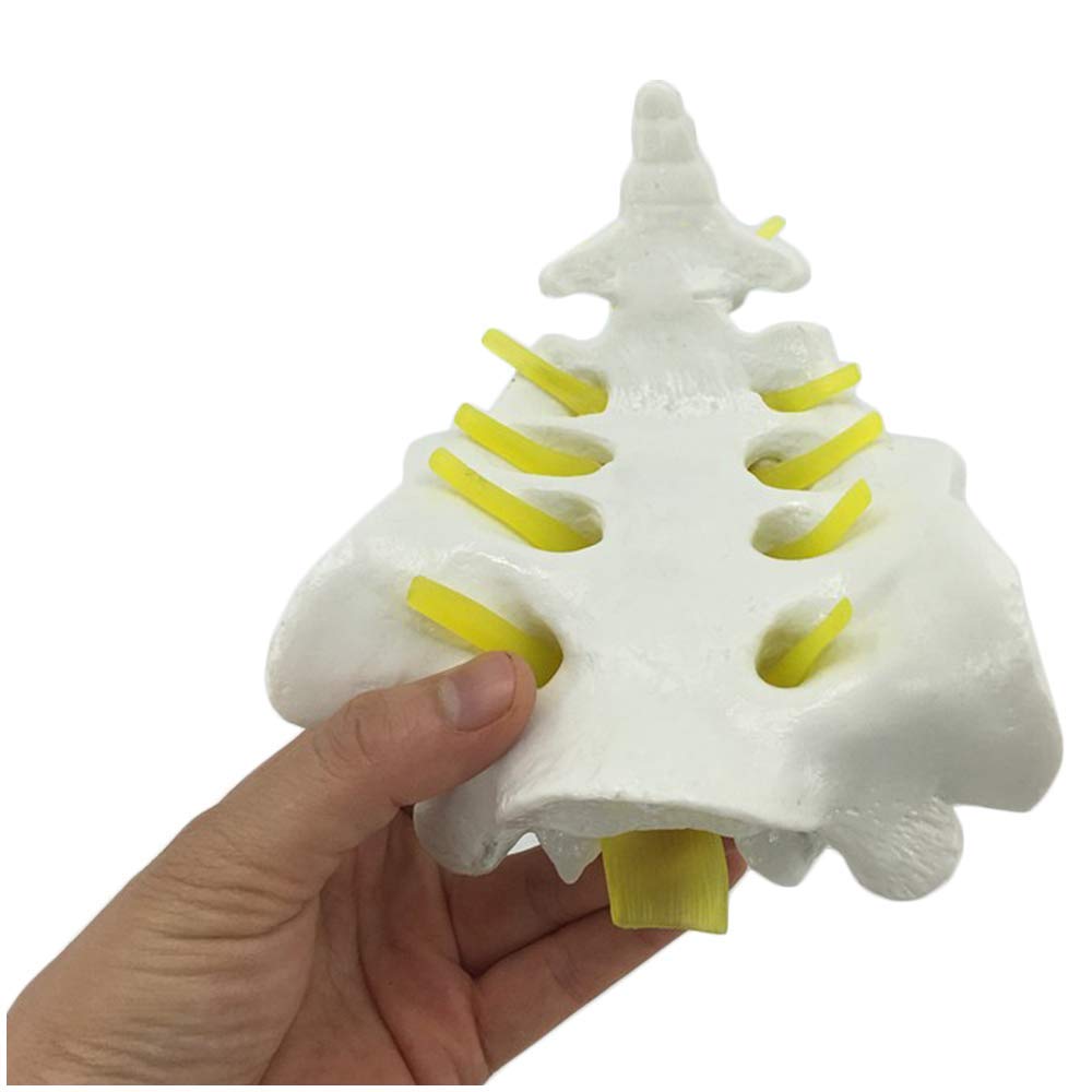 Buy DBSCD Life Size Spine Model Anatomical Spine Model Human