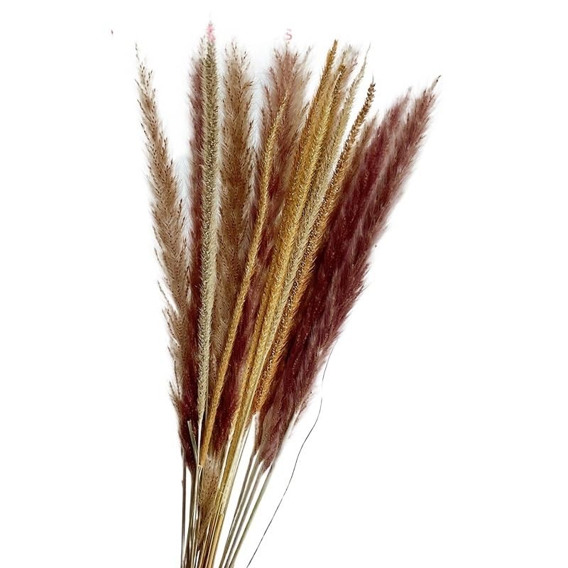 Ramo de Pasto Pampas Seco Boho Grande de 15 piezas miniatura 1