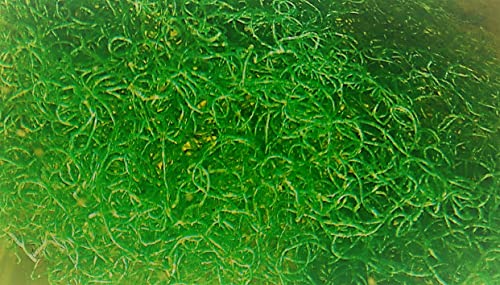 Chaetomorpha Plant Macroalgae Frag