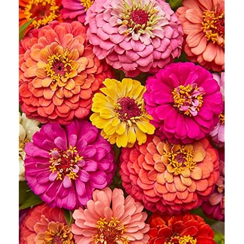 Burpee Cut & Come Again Zinnia Seeds thumbnail