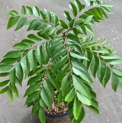 Oyeboy Kari patta, Kadipatta, Karivepallai, Curry Patta, Curry Leaf, Karivepalla, Murraya koenigii spreng, Sweet Neem Live Plant (B0D1NPP3J2) Amazon Price History, Amazon Price Tracker