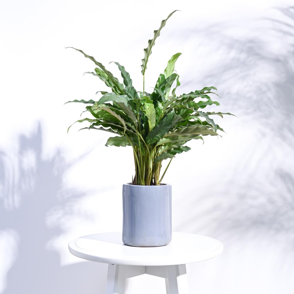 See full amazon price history chart for UGAOO Lilac Stories 602XSG Gray Ceramic Pot (4 Inch Diameter) UGAOO Lilac Stories 602XSG Gray Ceramic Pot (4 Inch Diameter) (B08QZY3YVC) Amazon Price History, Amazon Price Tracker