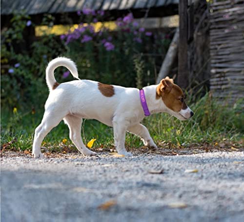 Taglory Collare per Cani Personalizzato per
