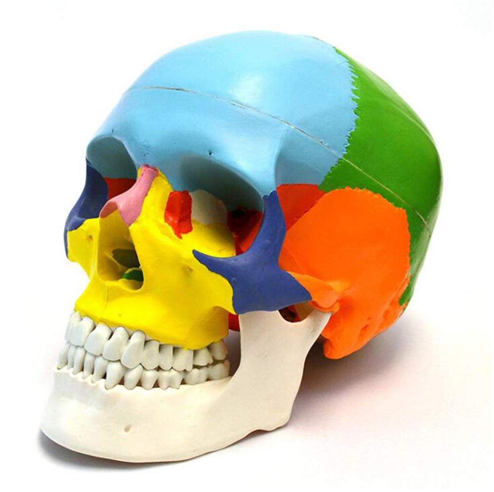 Kolorowy Medyczny Model Czaszki Do Nauki - Model Ludzkiej Czaszki W Naturalnej Wielkości - Medyczny Anatomiczny Kolorowy Model Czaszki - Materiał Pcv - Model Edukacyjny K