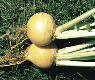 Just Seed - Vegetable - Turnip - Golden Ball - 1200 Seeds - Economy Pack
