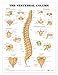 ACC The Vertebral Column Anatomical Chart