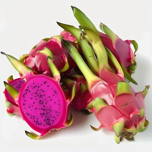 60 Graines de Fruit du Dragon Pitaya - cactus jardin- semences paysannes reproductibles - SemiSauvage