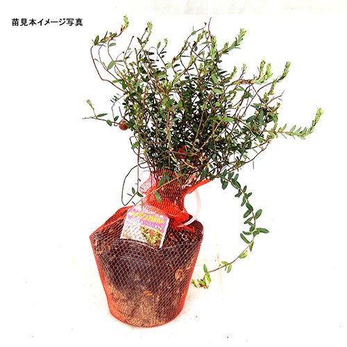 Amazon.co.jp: クランベリー苗木 1年生苗 12-13.5cmポット苗 : DIY