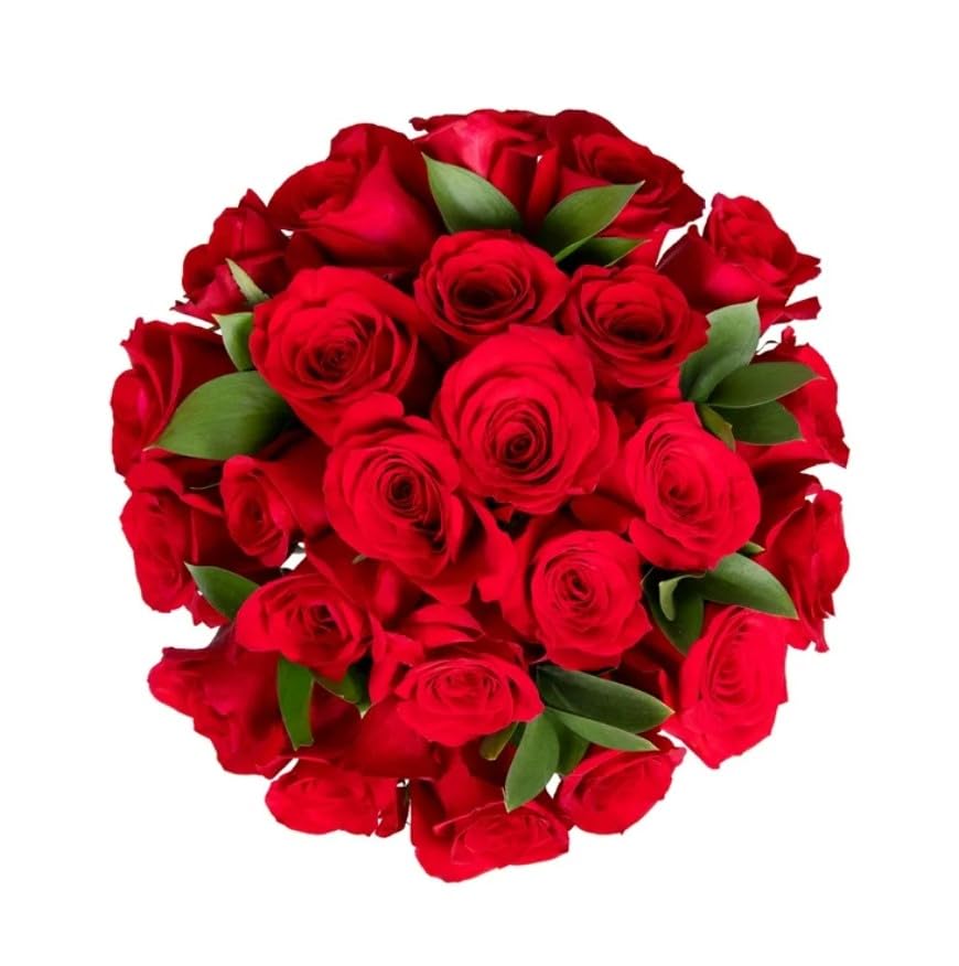 Ramo de ROSAS ROJAS Naturales con 25 Flores en Tonos Vibrantes Rosas Rojas Frescas para Ocasiones Especiales
