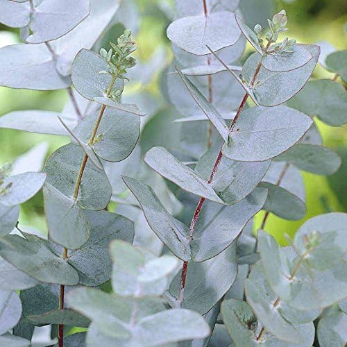 Eucalyptus Gunnii (Growing on Tripod) 1ltr Shrub Plant in Pot (3 Plants)