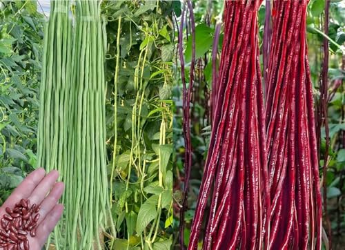 30PCS Green/Red Yard Long Bean Seeds Asian Noodle Asparagus Bean Seeds Non-GMO Heirloom