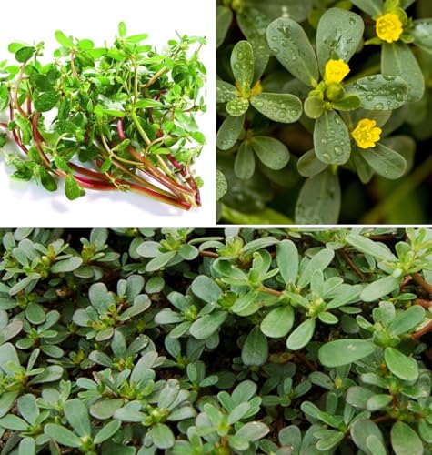 500+ Golden Purslane Seeds Portulaca Sativa Leafy Little Hogweed Duckweed Herb Vegetable Garden Plant