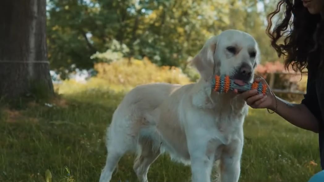 Juguete masticable de goma, juguete de limpieza bucal para perros, juguete de dentición, juguete para perros